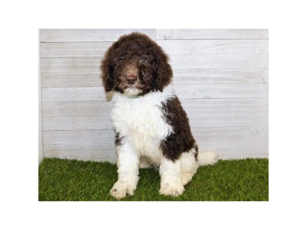 Standard Poodle-DOG-Male-Chocolate / White Parti-19955-Petland Batavia, Illinois