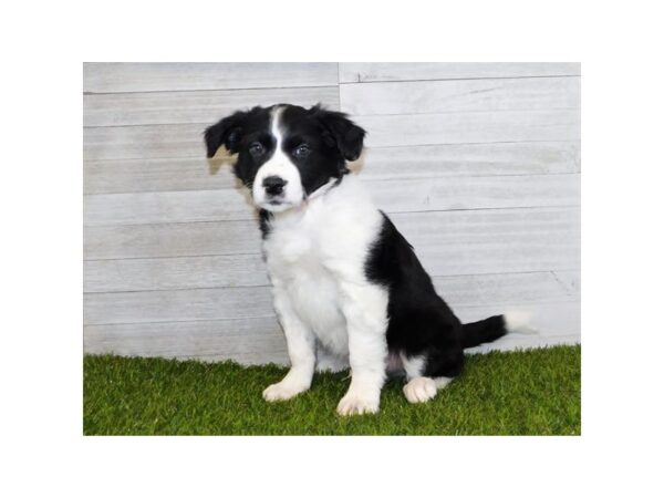 Border Collie DOG Male Black / White 19951 Petland Batavia, Illinois