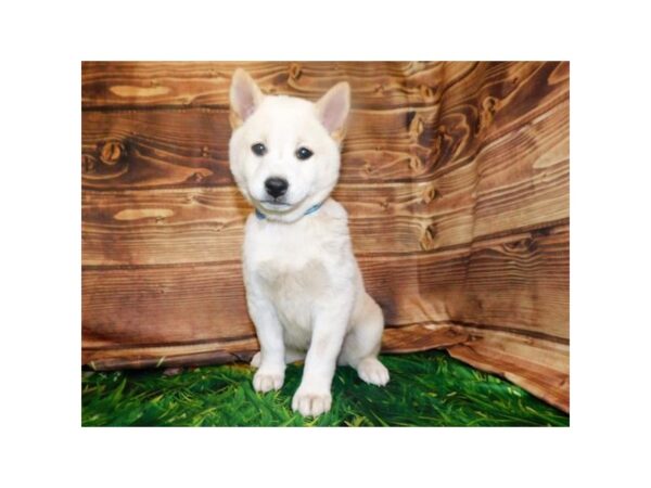 Shiba Inu DOG Male Cream 19960 Petland Batavia, Illinois