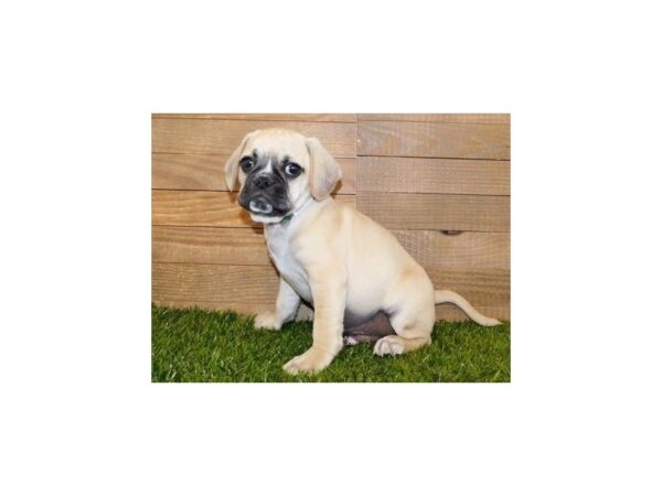 Pug/Puggle-DOG-Male-Fawn-11828-Petland Batavia, Illinois