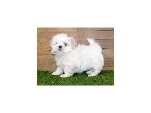 Mal Shi DOG Female Cream / White 11827 Petland Batavia, Illinois