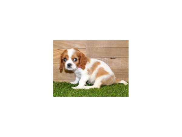 Cavalier King Charles Spaniel DOG Male Blenheim 19953 Petland Batavia, Illinois