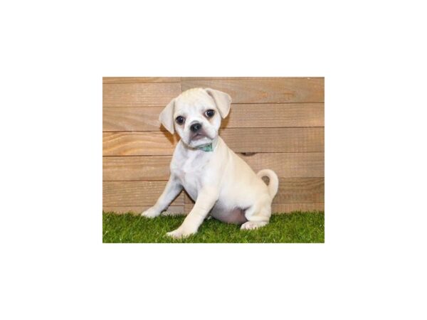 Pug/Puggle DOG Female Fawn 19967 Petland Batavia, Illinois