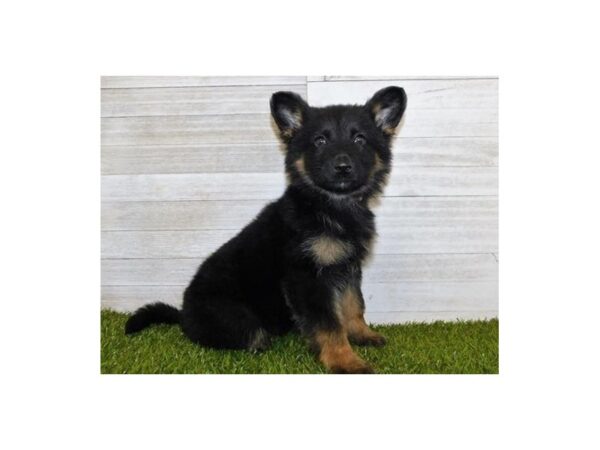 German Shepherd Dog DOG Female Black / Tan 19962 Petland Batavia, Illinois