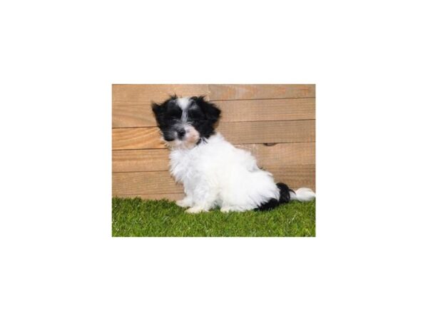 Havanese DOG Male Black / White 19954 Petland Batavia, Illinois