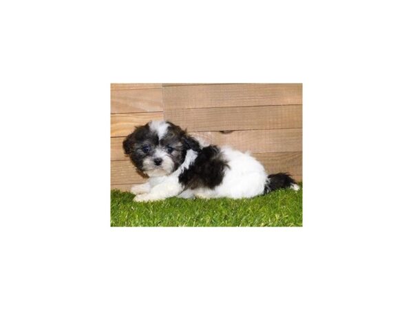 Shih Tzu DOG Male Brindle / White 19956 Petland Batavia, Illinois