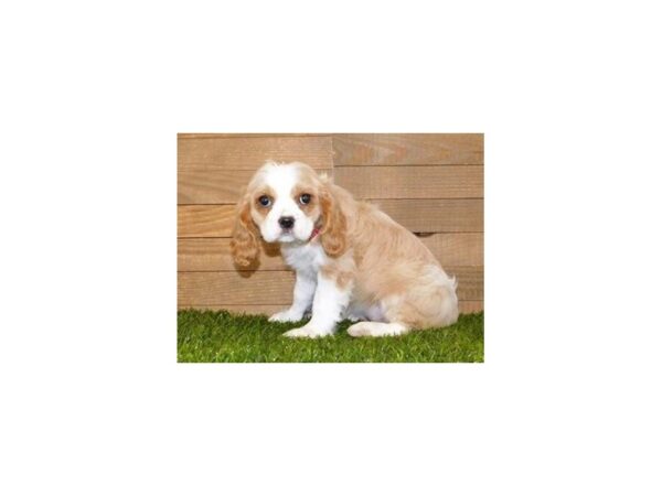 Cockalier DOG Female Blenheim 19961 Petland Batavia, Illinois