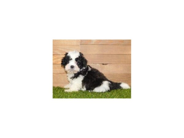 ShizaPoo DOG Male Black / White 19963 Petland Batavia, Illinois