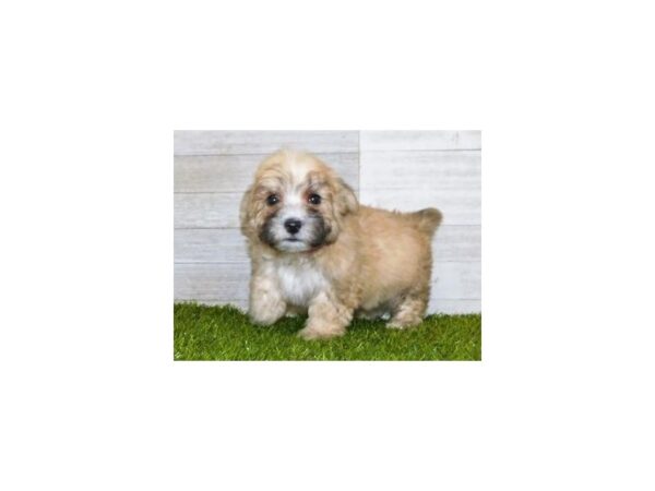 Maltipoo DOG Male Gold 19966 Petland Batavia, Illinois