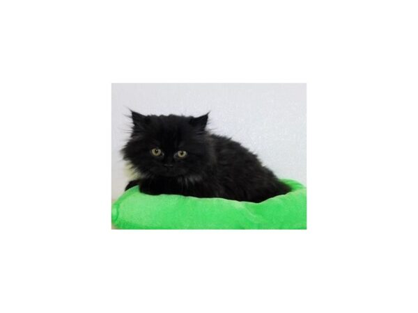 Persian CAT Male Black 19959 Petland Batavia, Illinois