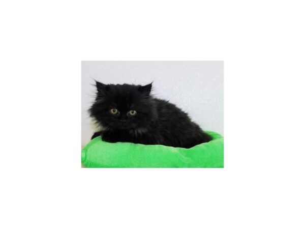 Persian-CAT-Male-Black-19959-Petland Batavia, Illinois
