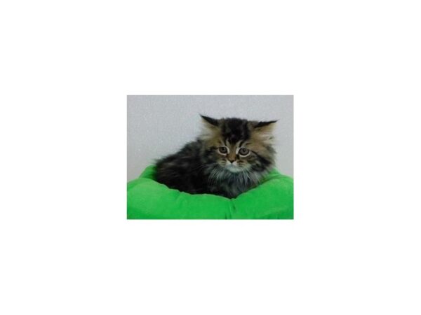 Persian CAT Male Shaded Golden 19958 Petland Batavia, Illinois