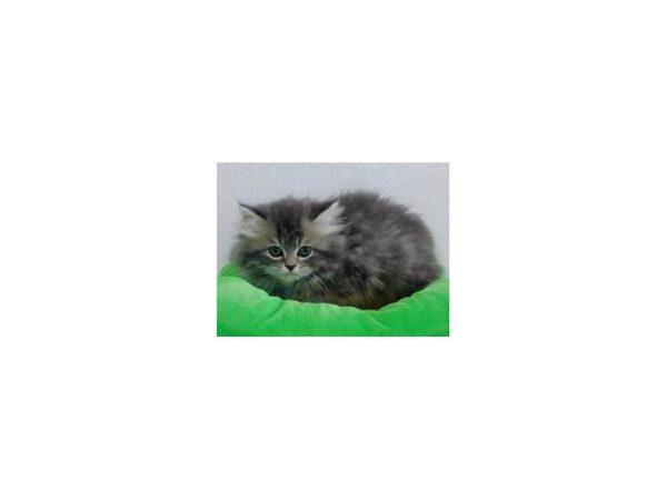 Persian-CAT-Male-Blue / Cream-19957-Petland Batavia, Illinois