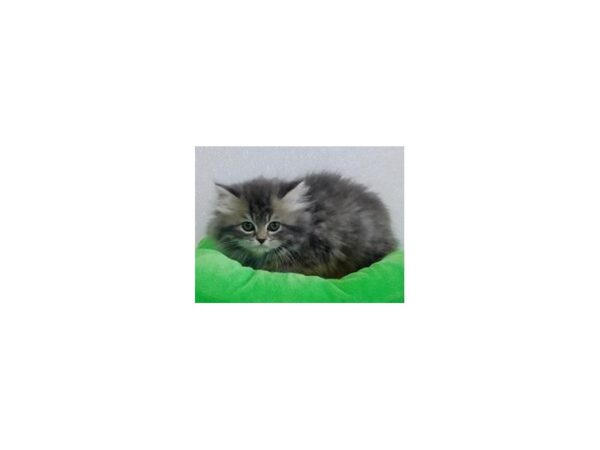 Persian CAT Male Blue / Cream 19957 Petland Batavia, Illinois