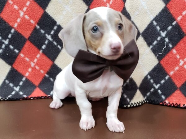 Dachshund DOG Male White and Lilac Piebald, Tan Points 19950 Petland Batavia, Illinois