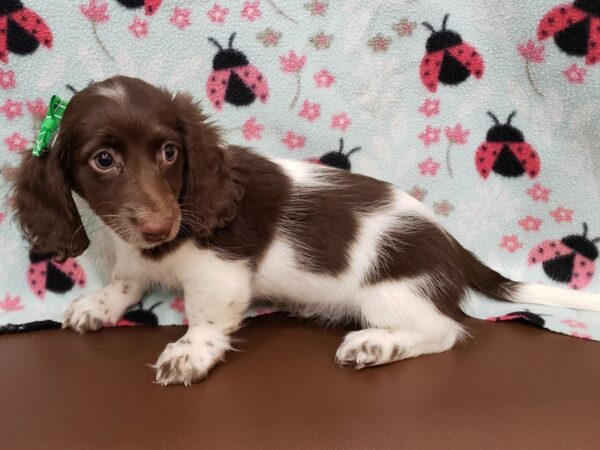 Dachshund DOG Female Chocolate and  White Piebald. 19949 Petland Batavia, Illinois