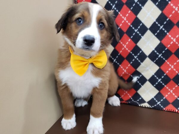 English Shepherd DOG Male Sable and White 19947 Petland Batavia, Illinois