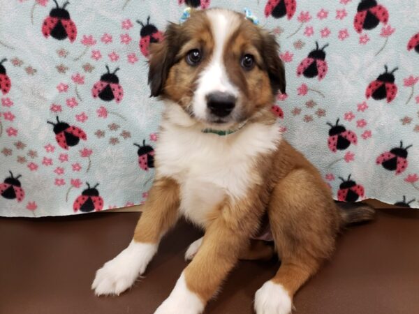 English Shepherd DOG Female Sable and White 19948 Petland Batavia, Illinois