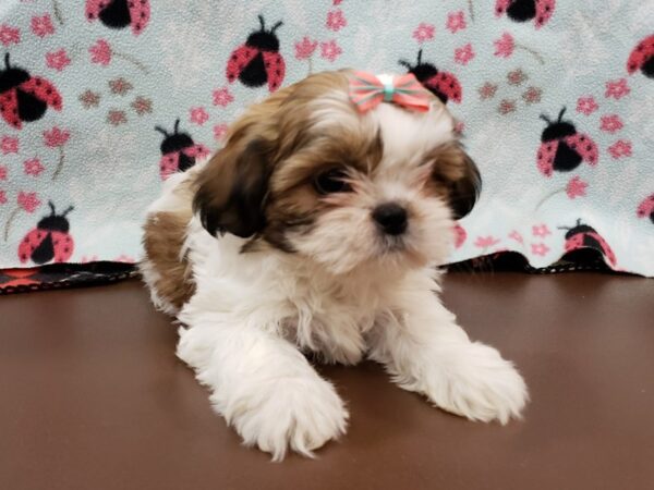 Shih Tzu DOG Female Sable and White 19943 Petland Batavia, Illinois