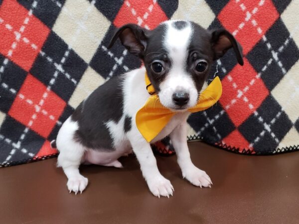 Chihuahua DOG Male White, Black Spotted 19944 Petland Batavia, Illinois