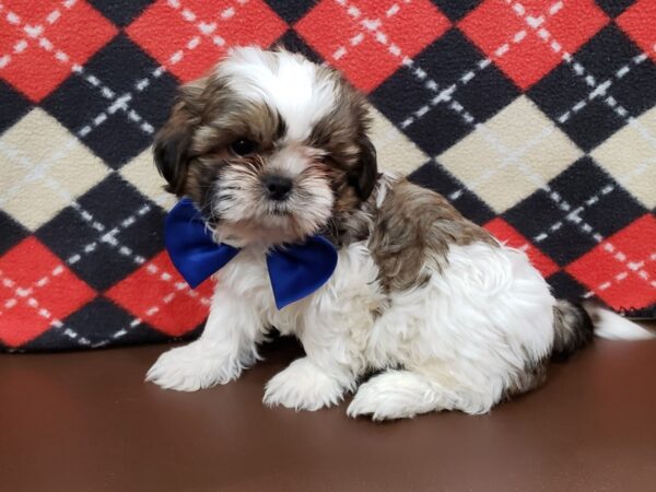 Shih Tzu DOG Male Sable and White 19942 Petland Batavia, Illinois