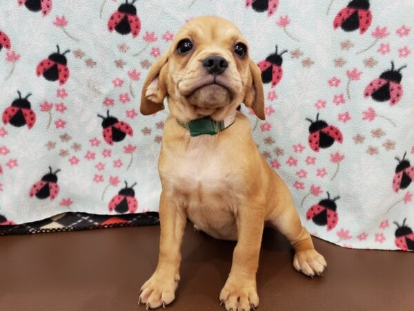 Puggle DOG Female Fawn 19941 Petland Batavia, Illinois