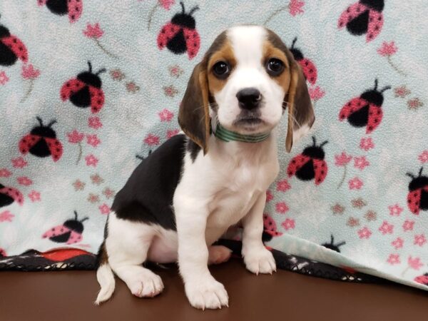 Beagle DOG Female Black and White, Tan Markings 19946 Petland Batavia, Illinois