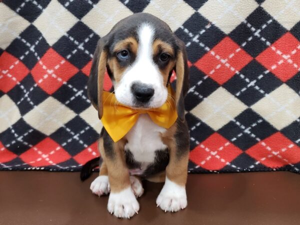 Beagle DOG Male Black and White, Tan Markings 19945 Petland Batavia, Illinois