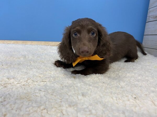 Dachshund DOG Male Chocolate Long Coat 19706 Petland Batavia, Illinois