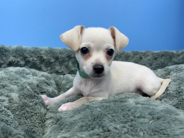 Chihuahua DOG Male Cream 11833 Petland Batavia, Illinois