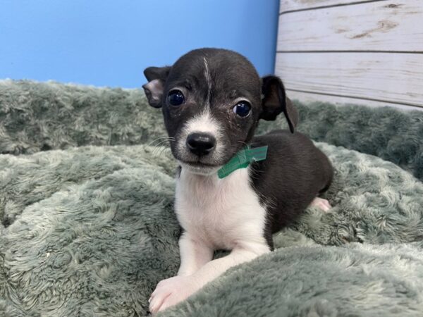 Chihuahua DOG Male Black and White 11834 Petland Batavia, Illinois