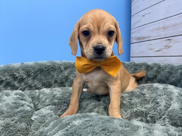 Puggle-DOG-Male-Fawn-19733-Petland Batavia, Illinois