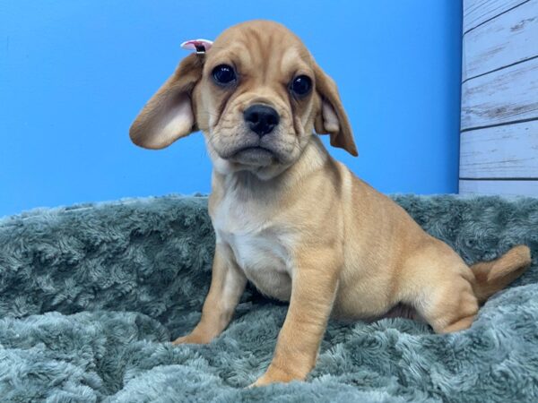 Puggle-DOG-Female-Fawn-11829-Petland Batavia, Illinois