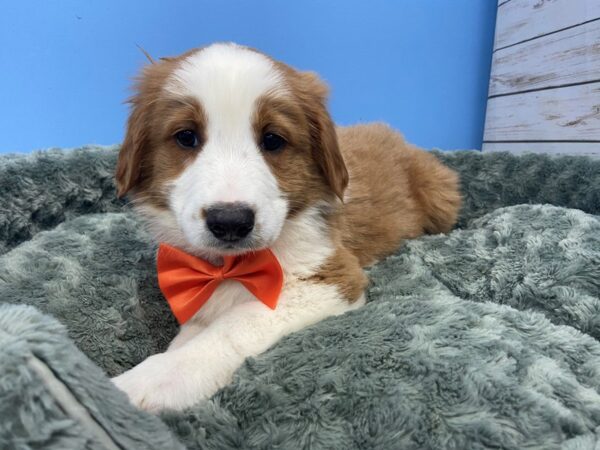 English Shepherd DOG Male Sable and White 19710 Petland Batavia, Illinois