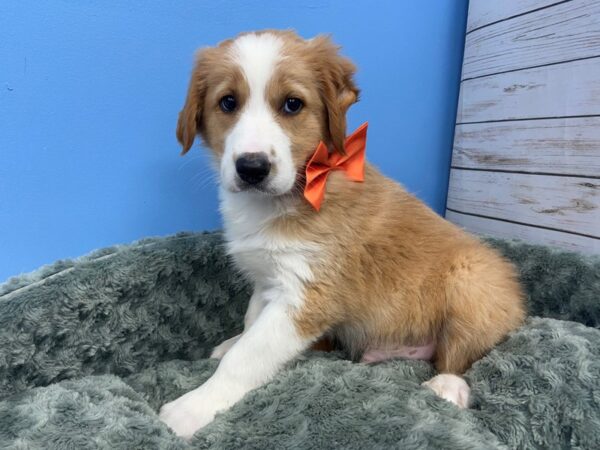 English Shepherd DOG Male Sable and White 11838 Petland Batavia, Illinois