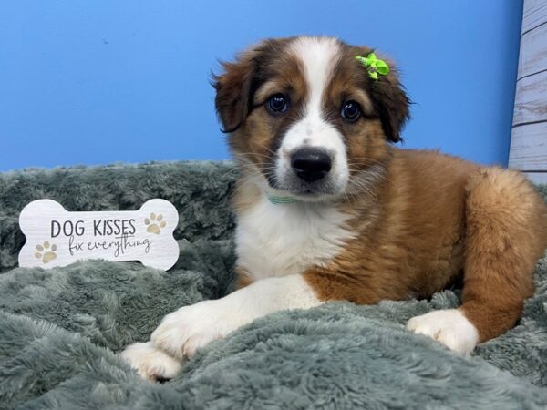 English Shepherd DOG Female Sable and White 11839 Petland Batavia, Illinois