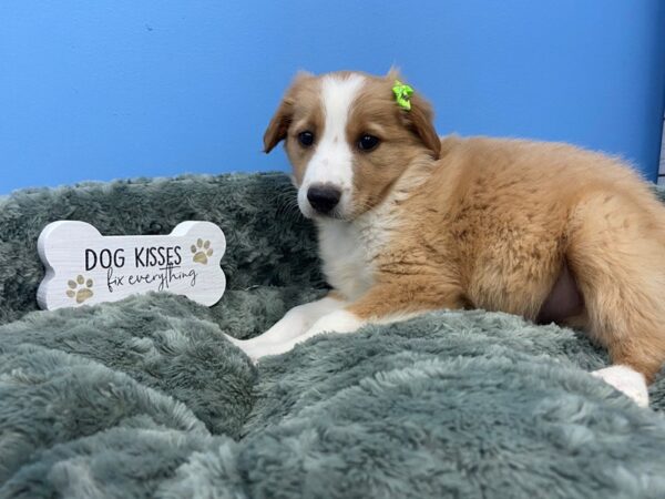 English Shepherd DOG Female Sable and White 19709 Petland Batavia, Illinois