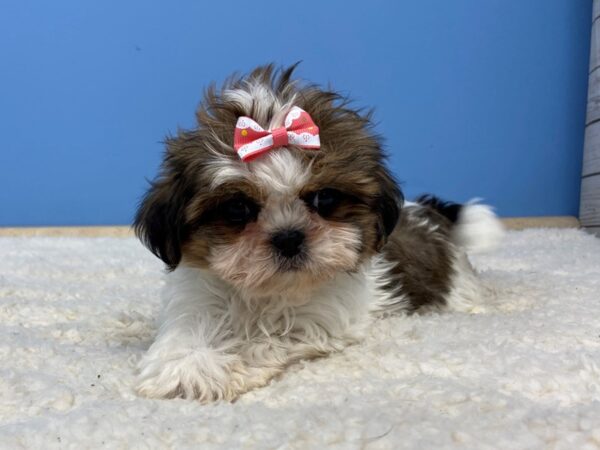 Shih Tzu DOG Female Sable and White 11832 Petland Batavia, Illinois