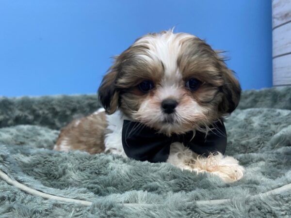 Shih Tzu DOG Male Sable and White 19726 Petland Batavia, Illinois