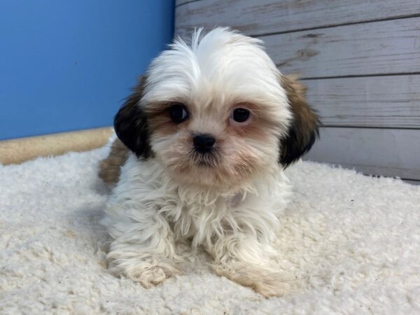 Shih Tzu DOG Male Sable and White 11831 Petland Batavia, Illinois