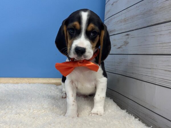 Beagle DOG Male Black and White, Tan Markings 19717 Petland Batavia, Illinois