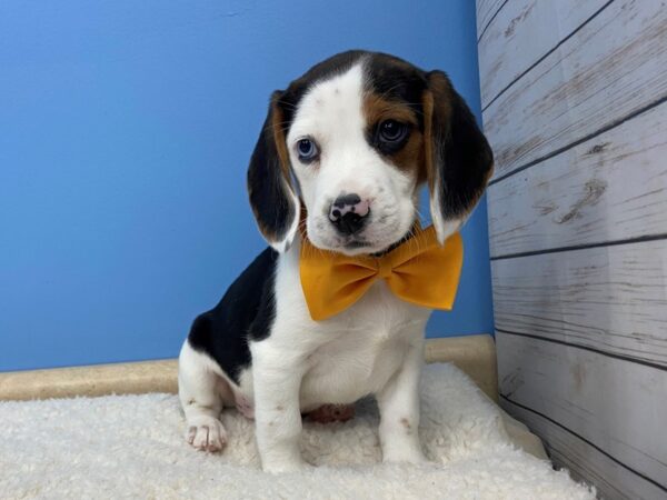 Beagle DOG Male Black and White, Tan Markings 19715 Petland Batavia, Illinois