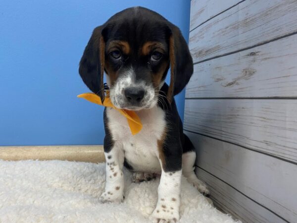 Beagle DOG Male Black and White, Tan Markings 11836 Petland Batavia, Illinois