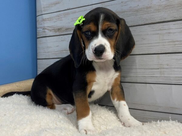 Beagle DOG Female Black and White, Tan Markings 11837 Petland Batavia, Illinois