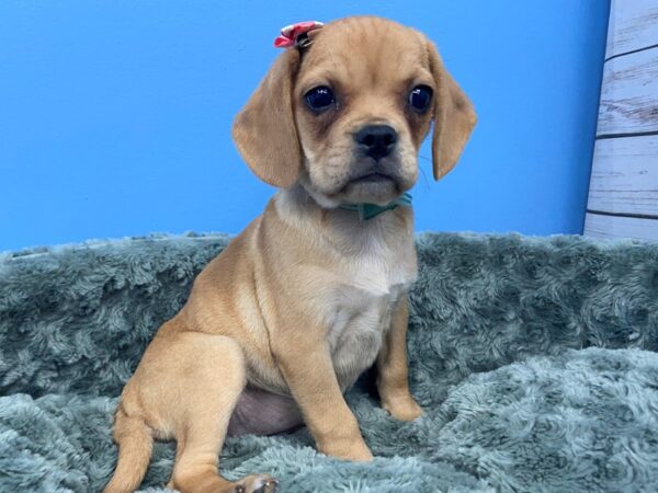 Puggle-DOG-Female-Fawn-11830-Petland Batavia, Illinois