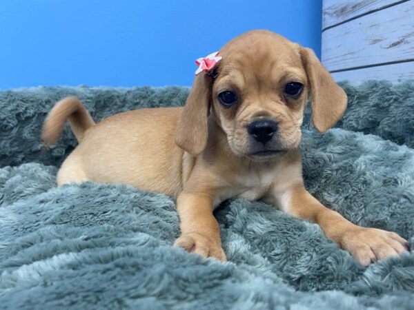 Puggle DOG Female Fawn 19728 Petland Batavia, Illinois