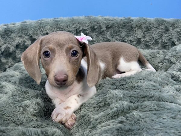 Dachshund DOG Female Lilac and White 11840 Petland Batavia, Illinois