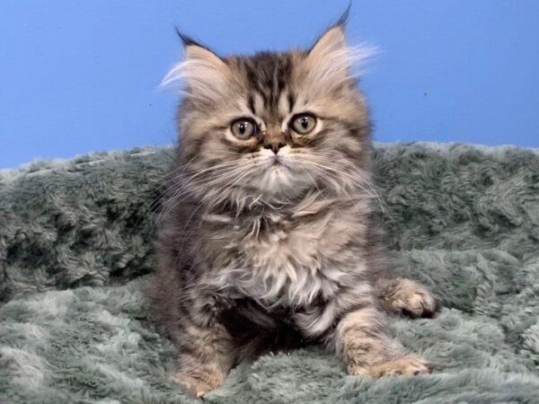 Persian-CAT-Male-Brown Tabby-19735-Petland Batavia, Illinois
