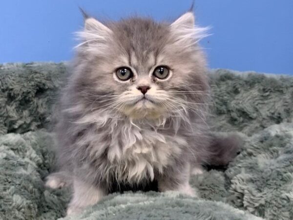 Persian CAT Female Blue Tabby 19734 Petland Batavia, Illinois