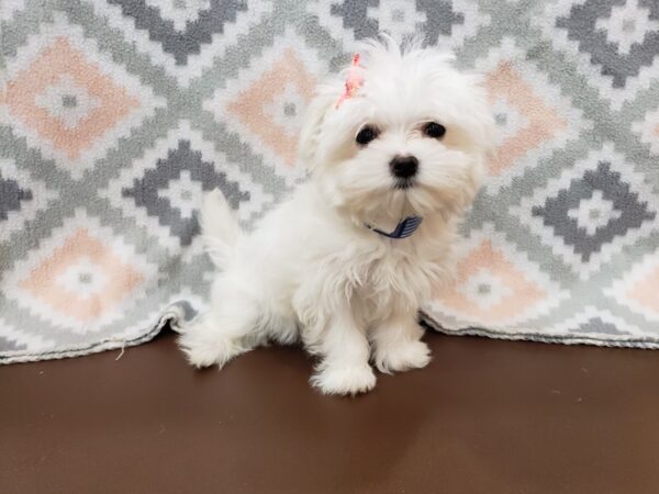 Maltese DOG Female White 19969 Petland Batavia, Illinois